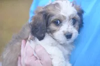 Clove, a female Cavachon for sale in Rock Stream, NY – 1 of 8