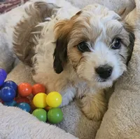 Tessa (nee Juniper), a female Cavachon for sale in Rock Stream, NY – 7 of 10