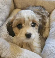 Clover (those eyes!), a female Cavachon for sale in Rock Stream, NY – 10 of 10