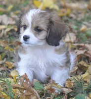 Cinnamon, a male Cavachon for sale in Rock Stream, NY – 5 of 10