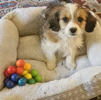 Lily, a female Cavachon for sale in Rock Stream, NY – 5 of 10