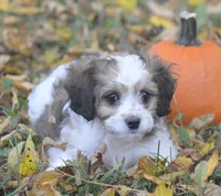 Cinnamon, a male Cavachon for sale in Rock Stream, NY – 4 of 10