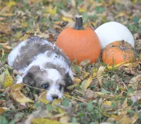 Cinnamon, a male Cavachon for sale in Rock Stream, NY – 2 of 10