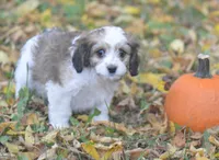 Clove, a female Cavachon for sale in Rock Stream, NY – 2 of 8