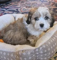 Clover (those eyes!), a female Cavachon for sale in Rock Stream, NY – 7 of 10