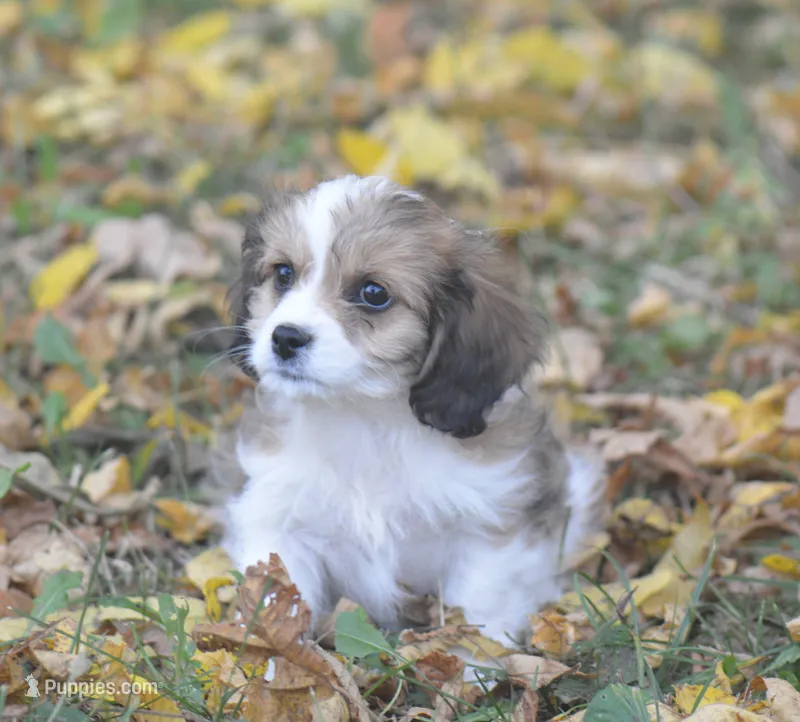 Cinnamon – Cavachon puppy for sale in Rock Stream, NY