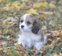 Cinnamon, a male Cavachon for sale in Rock Stream, NY – 1 of 10
