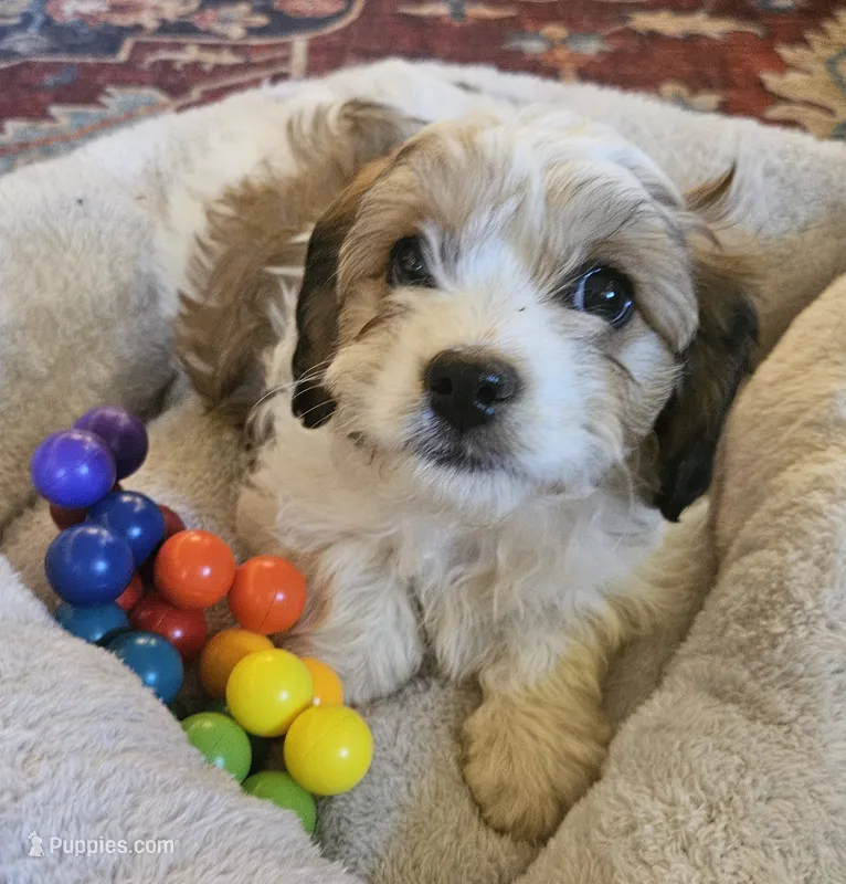 Juniper (cuddly and fluffy!) – Cavachon puppy for sale in Rock Stream, NY