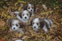 Clove, a female Cavachon for sale in Rock Stream, NY – 7 of 8