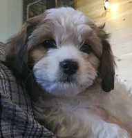 Tessa (nee Juniper), a female Cavachon for sale in Rock Stream, NY – 4 of 10