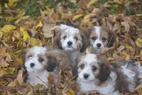 Cinnamon, a male Cavachon for sale in Rock Stream, NY – 10 of 10