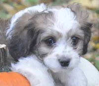 Cinnamon, a male Cavachon for sale in Rock Stream, NY – 3 of 10