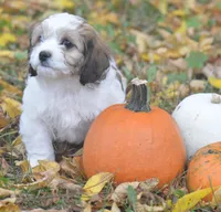 Juniper, a female Cavachon for sale in Rock Stream, NY – 5 of 10