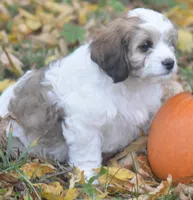 Juniper, a female Cavachon for sale in Rock Stream, NY – 3 of 10