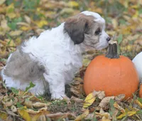 Juniper, a female Cavachon for sale in Rock Stream, NY – 2 of 10