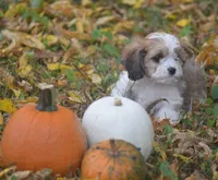 Cardamom, a female Cavachon for sale in Rock Stream, NY – 4 of 10