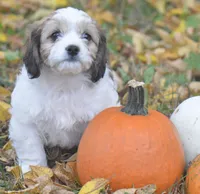 Juniper, a female Cavachon for sale in Rock Stream, NY – 1 of 10