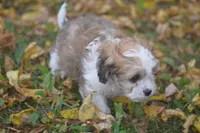 Cardamom, a female Cavachon for sale in Rock Stream, NY – 7 of 10