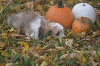 Cardamom, a female Cavachon for sale in Rock Stream, NY – 8 of 10