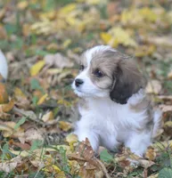 Cinnamon, a male Cavachon for sale in Rock Stream, NY – 6 of 10