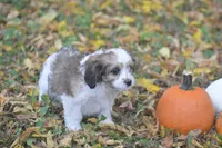 Clove, a female Cavachon for sale in Rock Stream, NY – 3 of 8