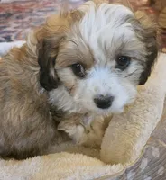Clover (those eyes!), a female Cavachon for sale in Rock Stream, NY – 2 of 10