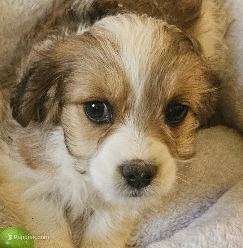 Cardamom (loves her humans) – Cavachon puppy for sale in Rock Stream, NY