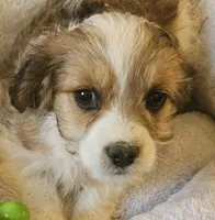 Lily, a female Cavachon for sale in Rock Stream, NY – 2 of 10