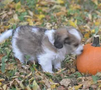 Cinnamon, a male Cavachon for sale in Rock Stream, NY – 7 of 10
