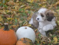 Cardamom, a female Cavachon for sale in Rock Stream, NY – 5 of 10