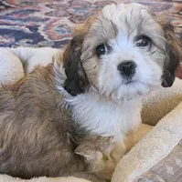 Clover (those eyes!), a female Cavachon for sale in Rock Stream, NY – 9 of 10