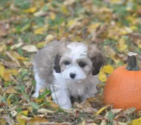 Cardamom, a female Cavachon for sale in Rock Stream, NY – 2 of 10
