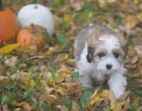 Cardamom, a female Cavachon for sale in Rock Stream, NY – 6 of 10
