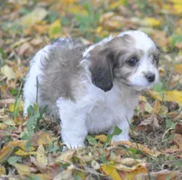 Clove, a female Cavachon for sale in Rock Stream, NY – 5 of 8