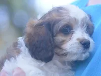 Clove, a female Cavachon for sale in Rock Stream, NY – 4 of 8