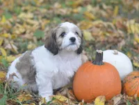 Juniper, a female Cavachon for sale in Rock Stream, NY – 7 of 10
