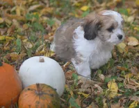 Cardamom, a female Cavachon for sale in Rock Stream, NY – 3 of 10
