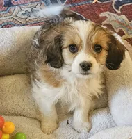 Lily, a female Cavachon for sale in Rock Stream, NY – 3 of 10