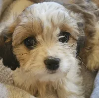 Clover (those eyes!), a female Cavachon for sale in Rock Stream, NY – 5 of 10