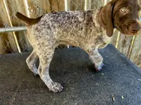 Drake, a male German Shorthaired Pointer for sale in Dothan, AL – Photo 6 of 7