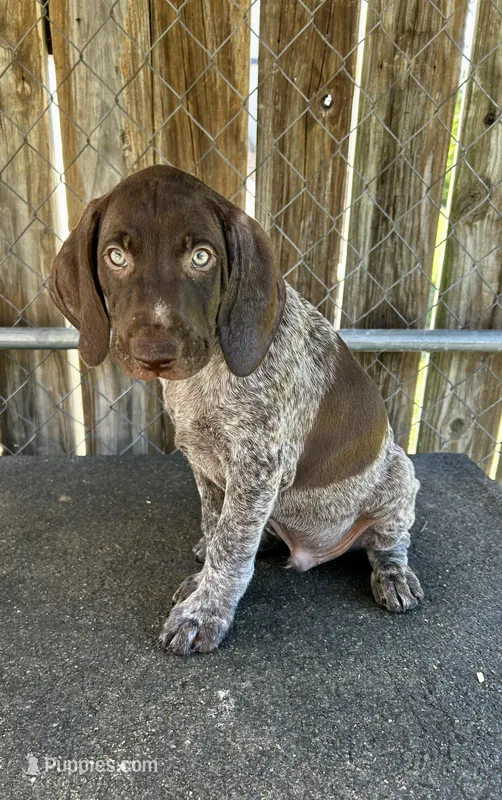 Drake – German Shorthaired Pointer puppy for sale in Dothan, AL
