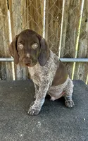 Drake, a male German Shorthaired Pointer for sale in Dothan, AL – Photo 1 of 7
