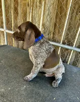 Drake, a male German Shorthaired Pointer for sale in Dothan, AL – Photo 5 of 7