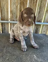 Drake, a male German Shorthaired Pointer for sale in Dothan, AL – Photo 4 of 7