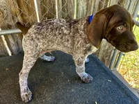 Drake, a male German Shorthaired Pointer for sale in Dothan, AL – Photo 3 of 7