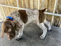 Drake, a male German Shorthaired Pointer for sale in Dothan, AL – Photo 2 of 7