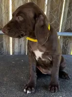 Dixie, a female German Shorthaired Pointer for sale in Dothan, AL – Photo 4 of 5