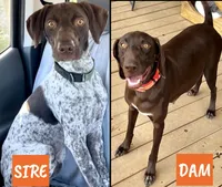 Dixie, a female German Shorthaired Pointer for sale in Dothan, AL – Photo 5 of 5