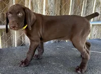 Dixie, a female German Shorthaired Pointer for sale in Dothan, AL – Photo 2 of 5