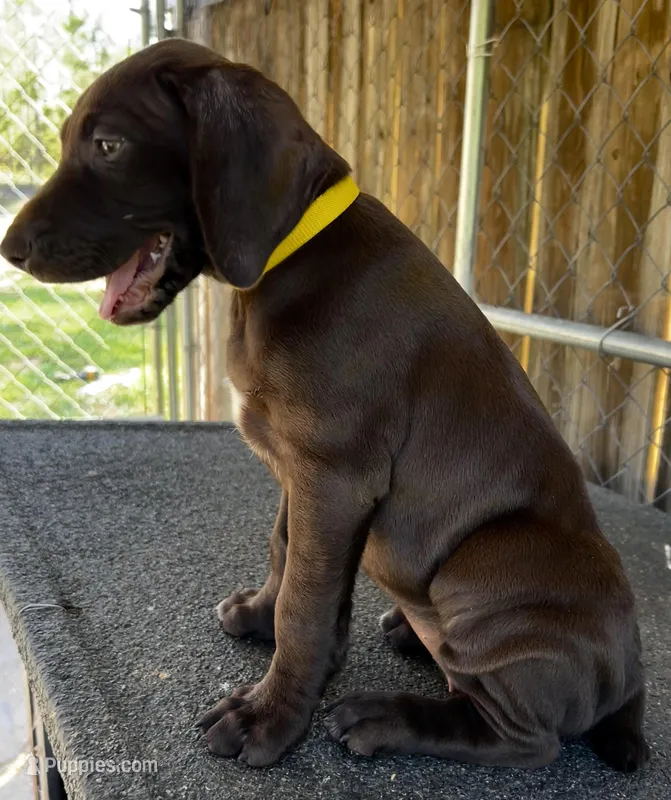 Dixie – German Shorthaired Pointer puppy for sale in Dothan, AL